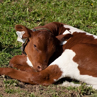 ALL TOGETHER ON THE PASTURES