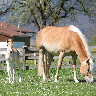 Fohlenhof Ebbs 