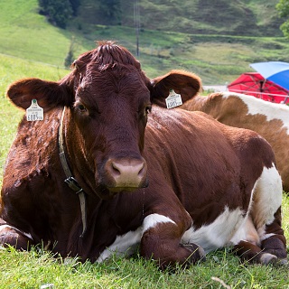 Miteinander auf der Alm