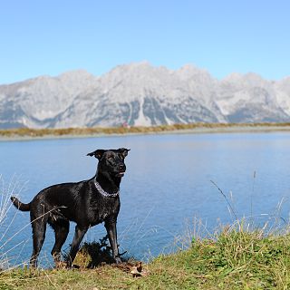 Bergerlebnis mit Hunden