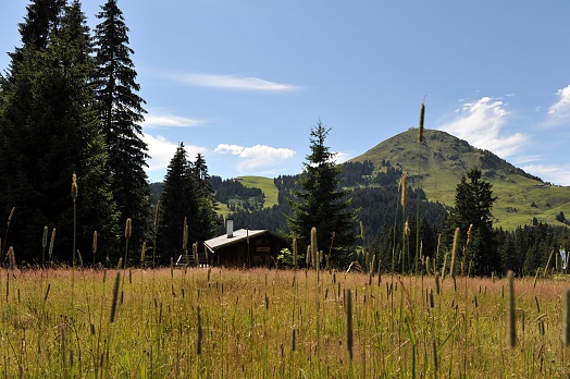 Reuzenbos rondwandeling Brixen im Thale