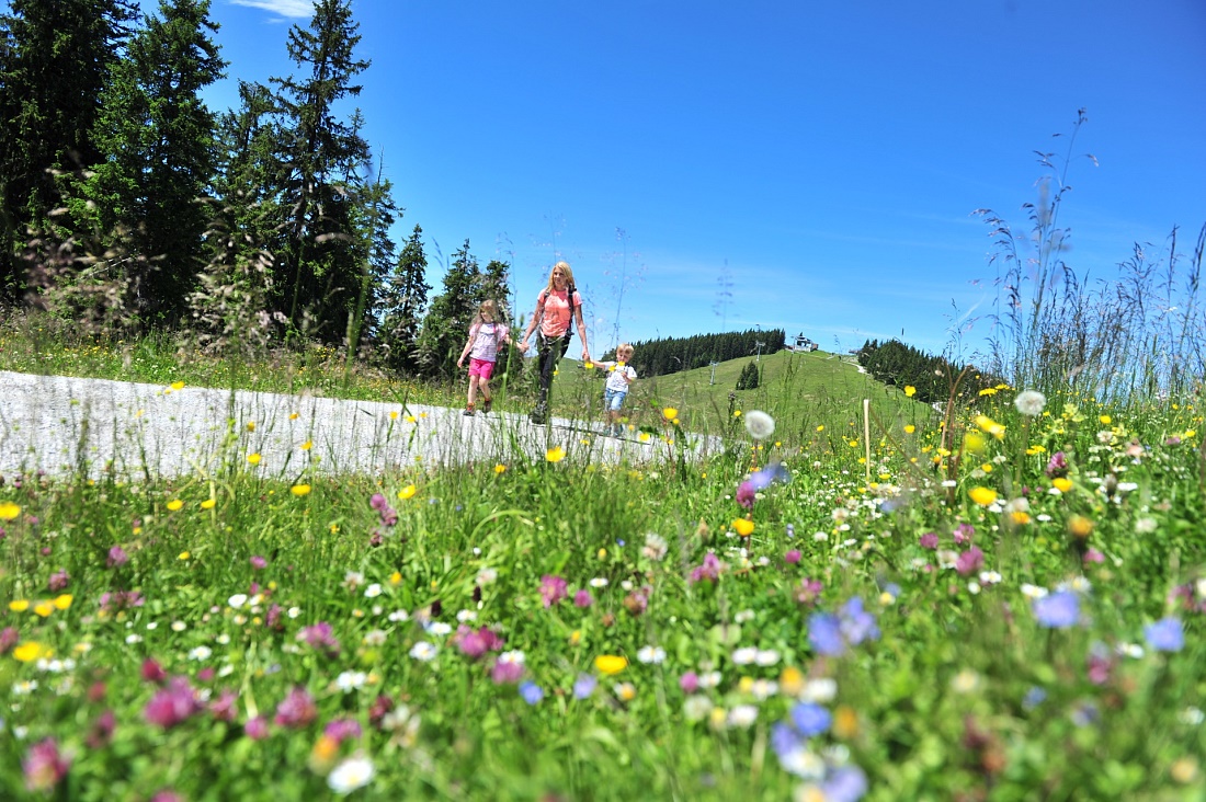 Riesen - ErlebnisWeg | Scheffau - Brixen im Thale