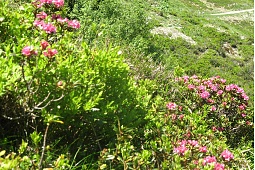 Hiking trails in the Kitzbühel Alps