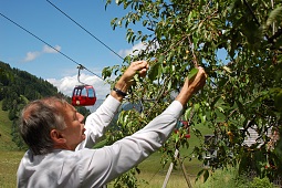 Cerezo de la región